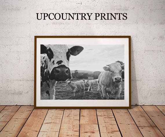 Cow Gifts Cow Print Cow Art Highland Cow Printable Art Etsy