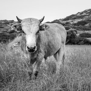 Bull Photo, Bull Picture, Bull Art, Bull Print, Bull Photograph, Bull Download, Bull Printable, Man Cave Art, Garage Art, Barn Art, Bull