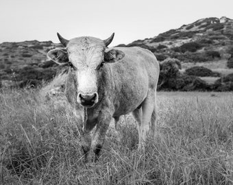 Könnte beinhalten: Ein Schwarzweißfoto einer Kuh, die auf einer Wiese mit hohem Gras steht. Die Kuh schaut direkt in die Kamera mit einem ernsten Ausdruck.