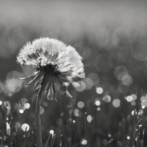Dandelion Print, Dandelion Art, Dandelion Printable, Dandelion Picture, Dandelion Download, Fixer Upper Decor, Farmhouse Decor, Flower Art