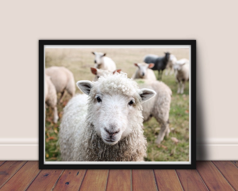 Sheep Nursery Picture Lamb Picture Nursery Art Farm Etsy