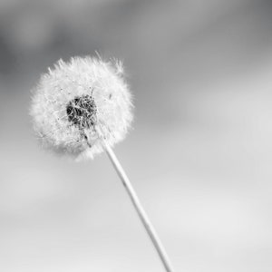 Dandelion Print, Dandelion Art, Dandelion Printable, Dandelion Picture, Dandelion Download, Fixer Upper Decor, Farmhouse Decor, Flower Art