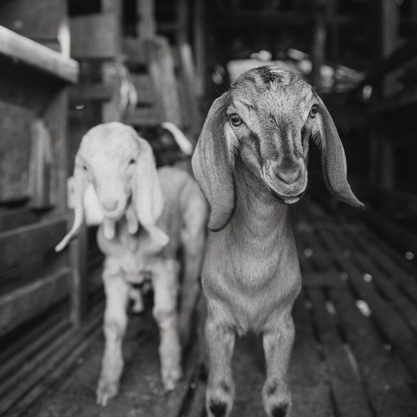 Goat Photo, Goat Picture, Goat Photograph, Goat Decor, Goat Art, Farmhouse Art, Farm Animals, Goat Printable, Southern Art, Fixer Upper