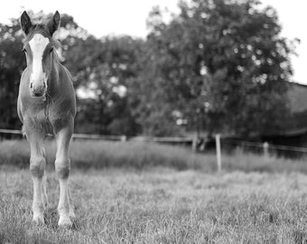Impresión fotográfica de caballo: Decoración de habitación infantil de estilo rústico (descarga digital)