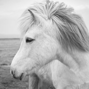 Horse Print, Horse Picture, White Horse, White Horse Picture, Country Home Decor, Southern Home Decor, Living Room Print, Man Cave Art, Horse