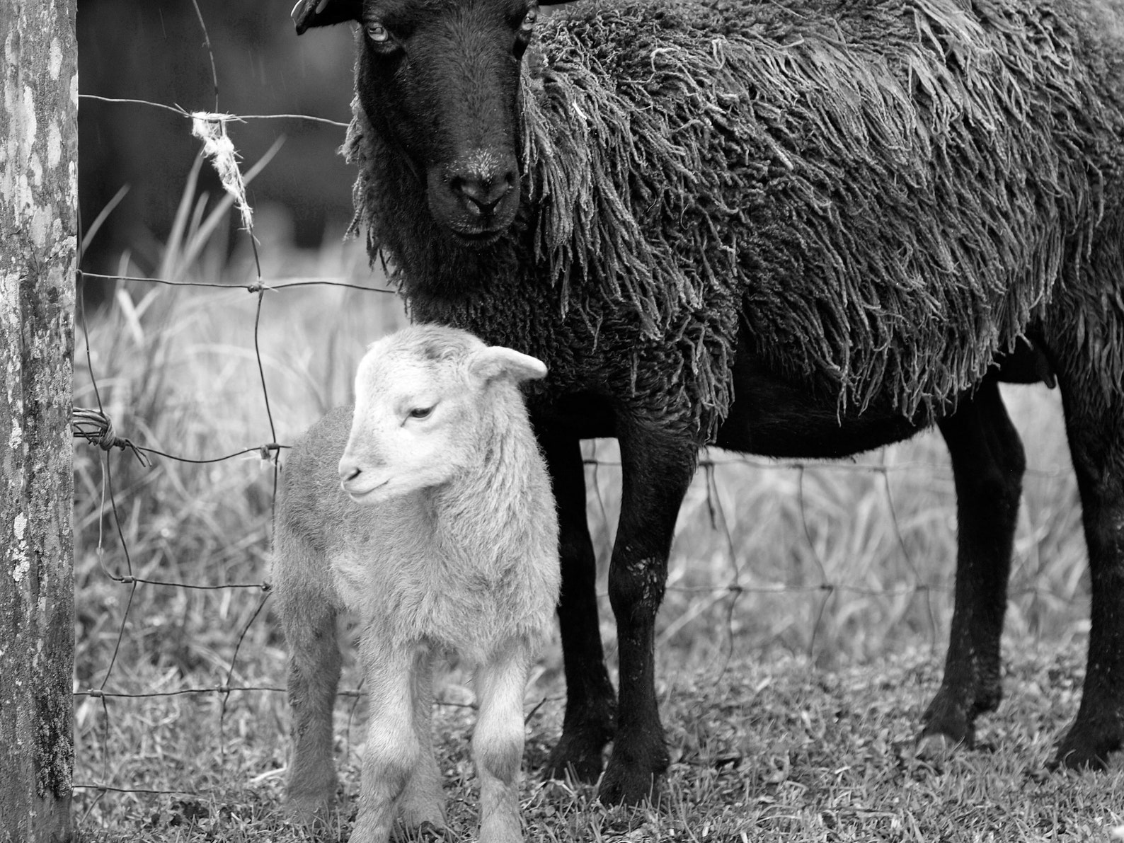 Lamb Print Lamb Printable Lamb Photo Lamb Photograph Lamb - Etsy