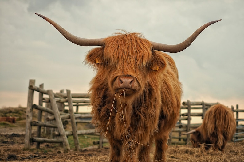 YJ PREMIUMS 7 Kuh-Stifte – Niedliche Highland-Cow-Motive, Für Schule & Büro