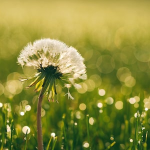 Dandelion Print, Dandelion Art, Dandelion Printable, Dandelion Picture, Dandelion Download, Fixer Upper Decor, Farmhouse Decor, Flower Art