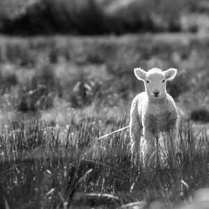 Baby Lamb Print, Nursery Print, Baby Boy Nursery, Baby Girl Nursery, Nursery Printable, Nursery Download, Nursery Art, Sheep Print, Lamb Art