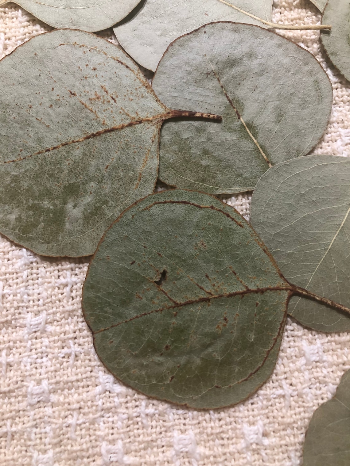 20 Pressed and Dried Eucalyptus Leaves Etsy