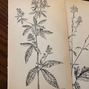 10 Vintage Black and cream wildflower book pages