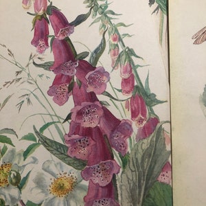 Vintage Edith Holden Book Pages. - Etsy