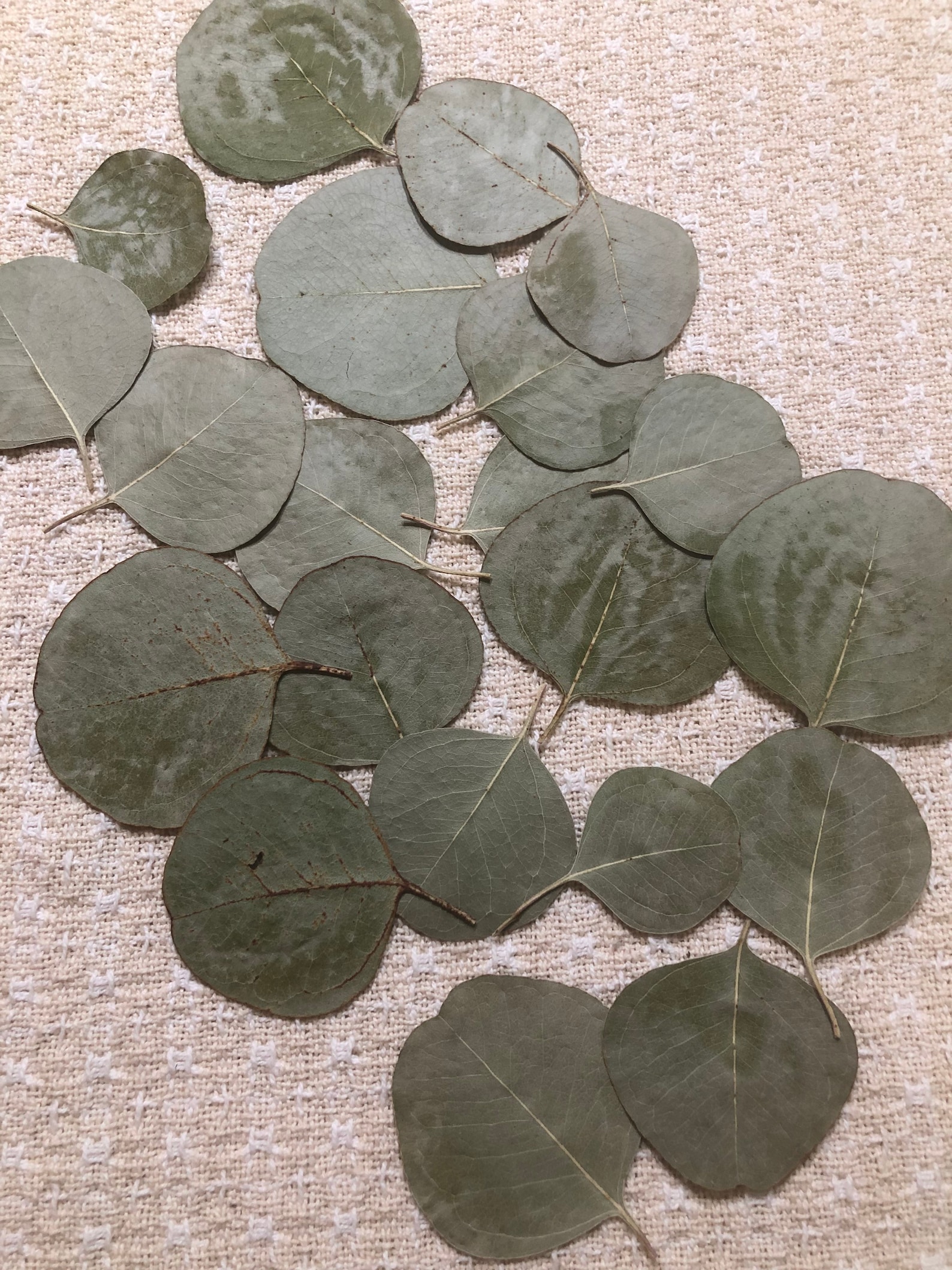 20 pressed and dried eucalyptus leaves Etsy