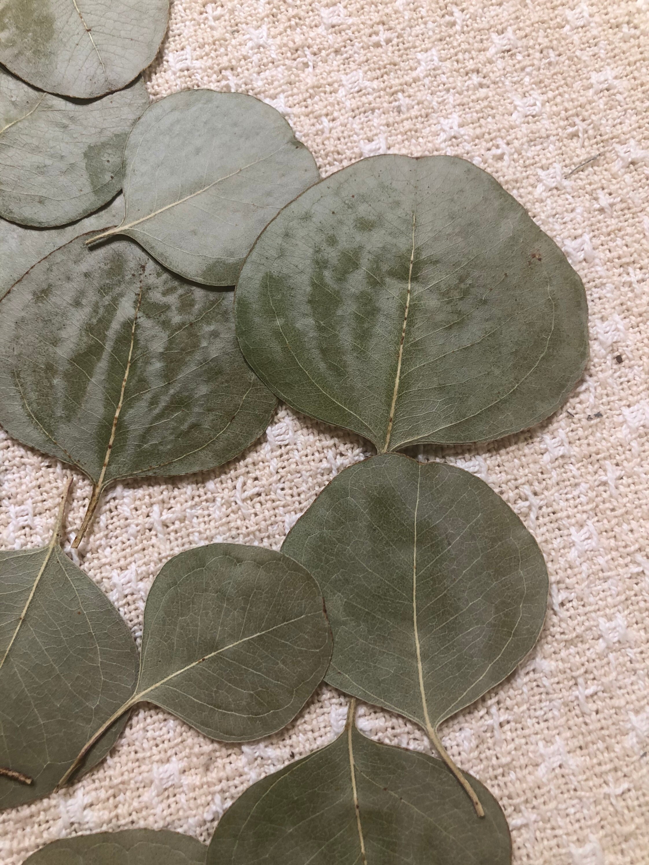 20 pressed and dried eucalyptus leaves Etsy