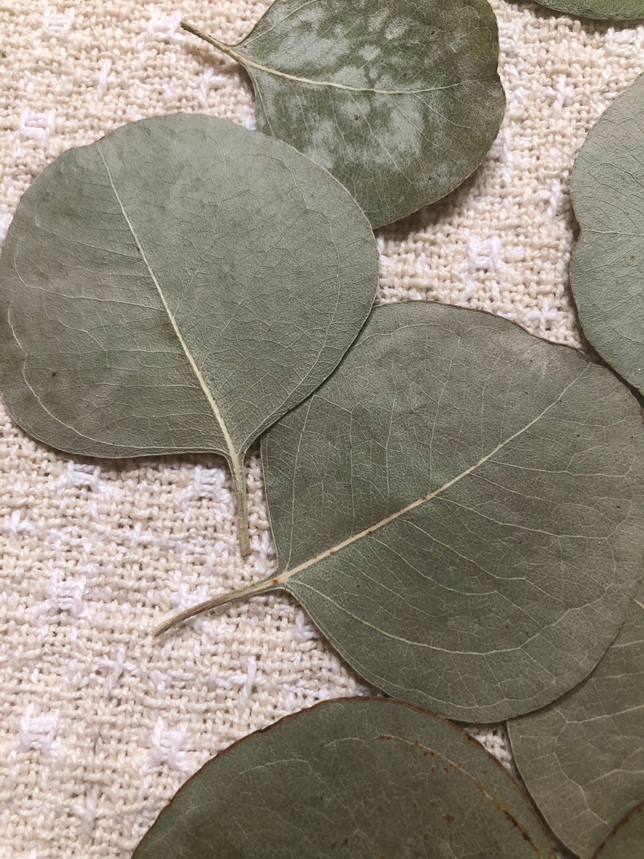 20 pressed and dried eucalyptus leaves Etsy