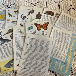 Vintage Zoology paper pack pages
