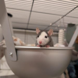 May include: A small, gray and white rat peeks out from a silver metal bowl-shaped pet accessory. The rat has pink ears and a pink nose. The bowl is suspended from a wire cage.