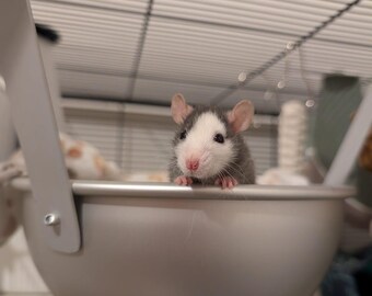 Cachette métallique suspendue pour rongeurs – Abri fixé à la cage pour rats, hamsters, chinchillas et octodons