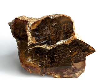 Fossil wood, Morvan, France, 233 grams