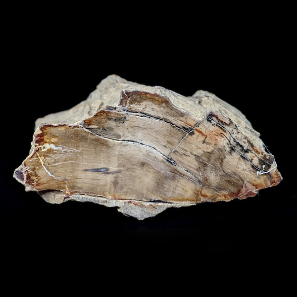 Bois fossile, Morvan, France, 176 grammes