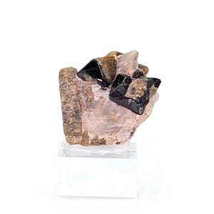 May include: A natural mineral specimen featuring a cluster of black, shiny crystals embedded in a matrix of tan, brown, and pale pink minerals. The specimen is mounted on a clear acrylic stand, showcasing its natural beauty.