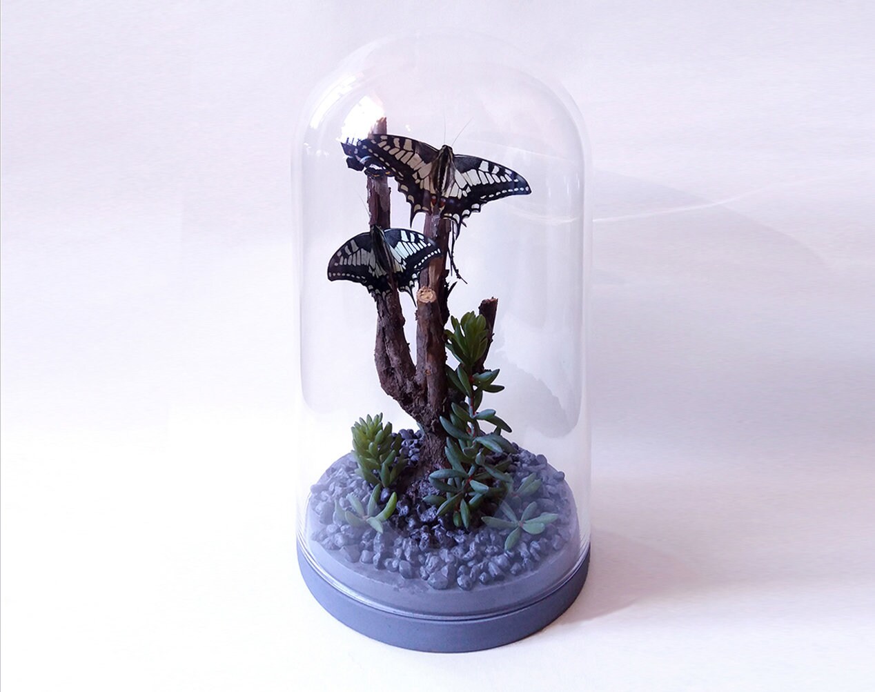 Glass Dome With Fake Butterflies | Large