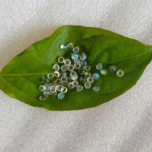 30pcs 3mm Natural Clear Blue Labradorite Round Mini Flatback Gemstones CAB Cabochon semi-precious