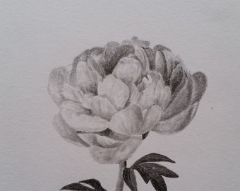 Graphite pencil drawing - 'Peony'