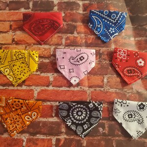 bearded dragon , reptile or small animal bandana