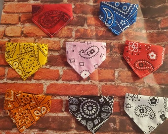 bearded dragon , reptile or small animal bandana