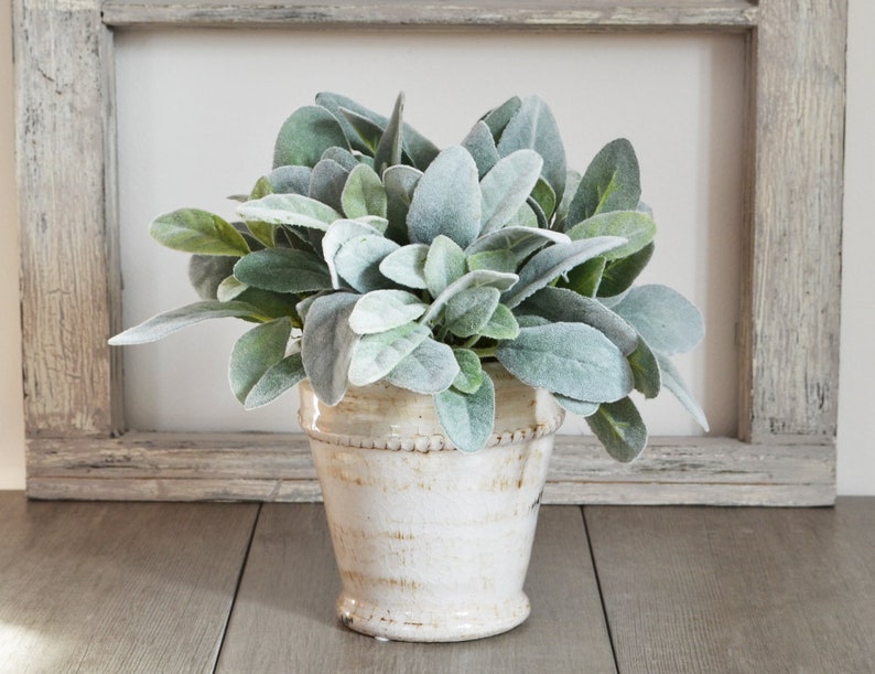 Lambs Ear in White Ceramic Pot Greenery Arrangement Modern Etsy