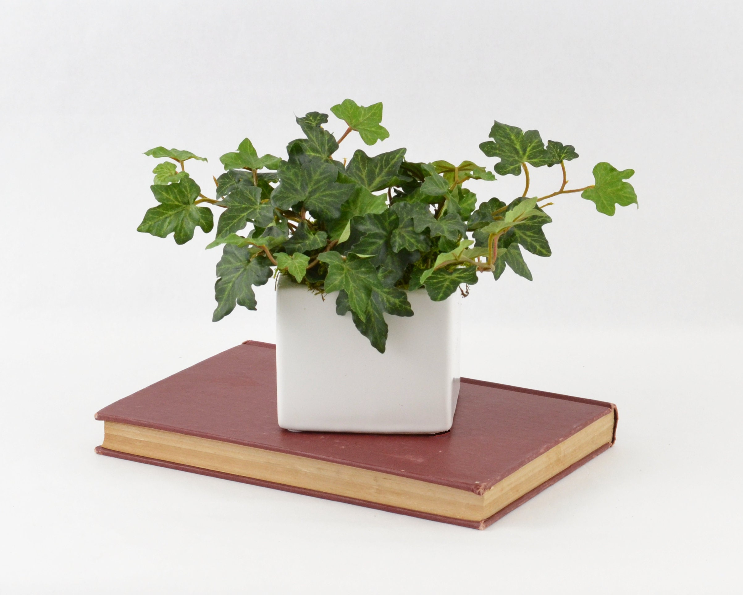 Faux Ivy Plant in a White Ceramic Pot Small Greenery Etsy