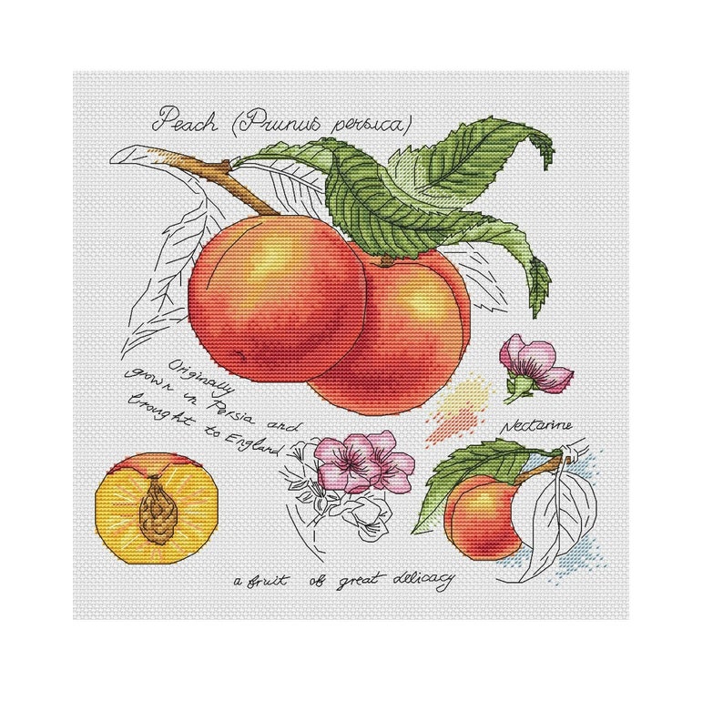 Персик схема