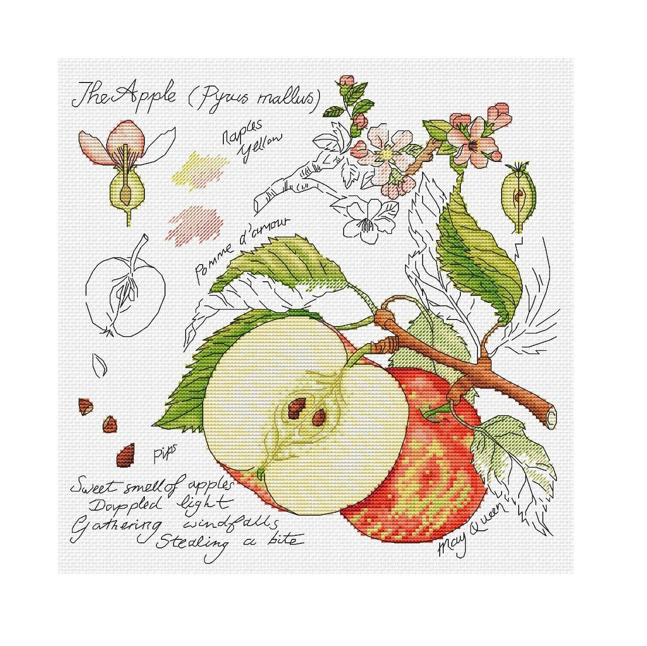 Apple Cross Stitch Pattern PDF Instant Download Botany Cross Etsy