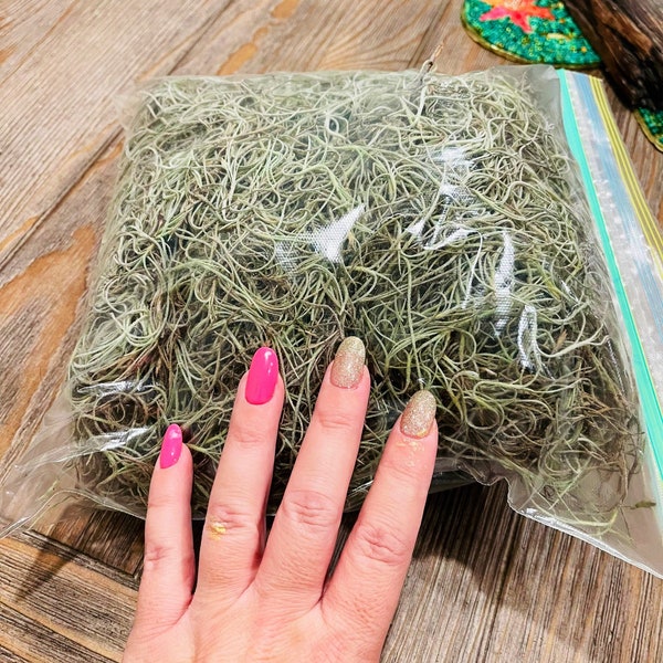 Spanish Moss Etsy