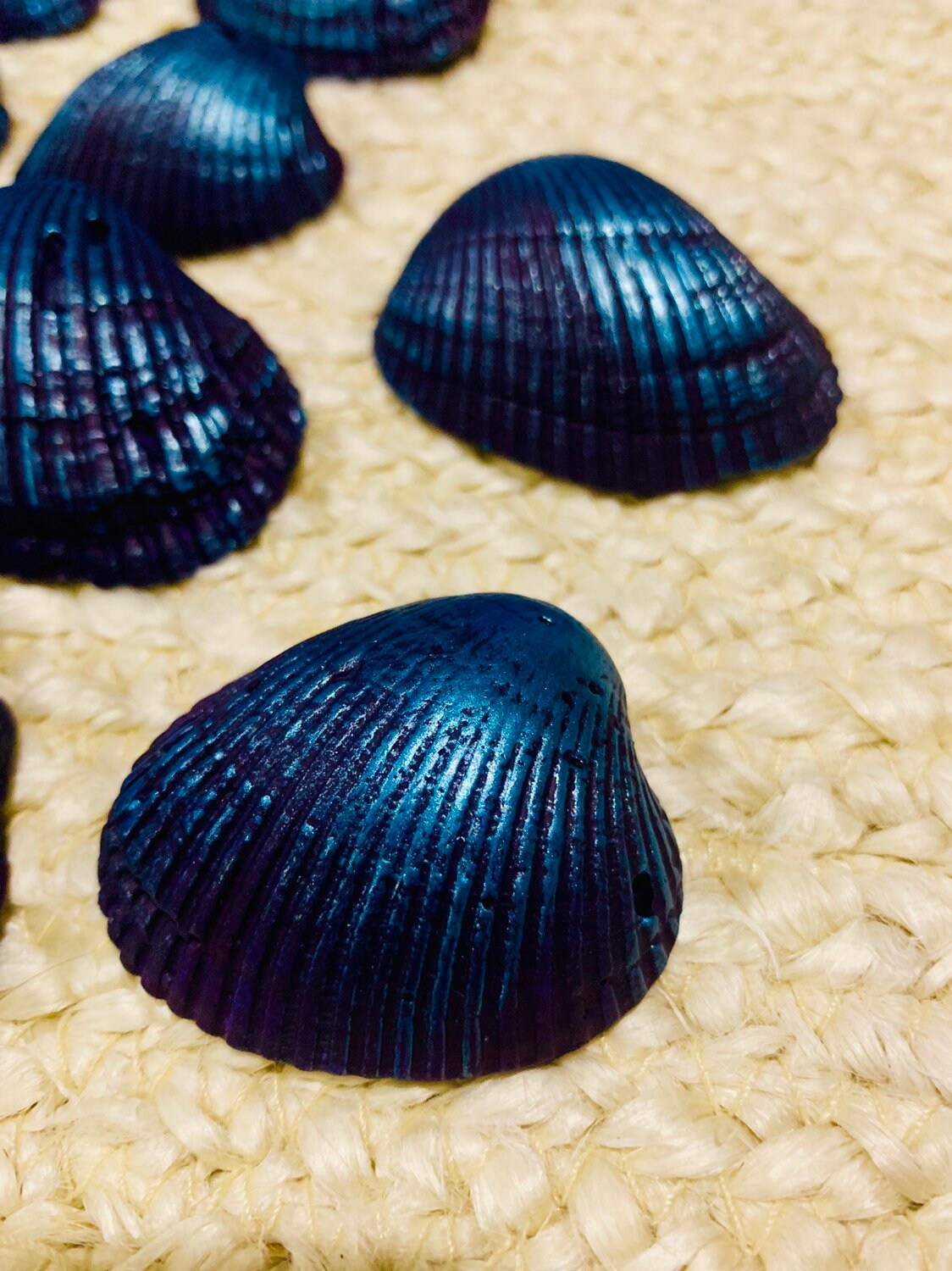 Teal Purple Seashells/peacock Decor/lot of 10/florida Cockle | Etsy