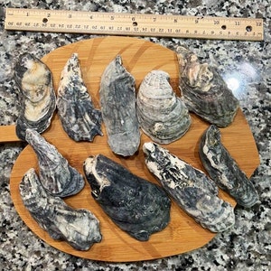 Oyster shells/Dark Color/natural/seashells/beach house/decor/coastal/beach theme/wedding/shower/birthday/unique/craft/4-5 inches long