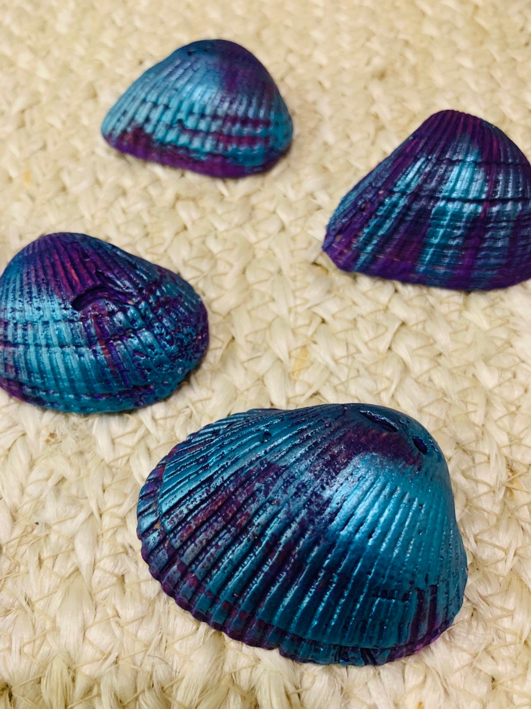 Teal Purple Seashells/peacock Decor/lot of 10/florida Cockle - Etsy