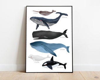 Affiche - illustration - affiche chambre enfant - baleines - baleines des océans du monde - baleine à bosse - épaulard - narval