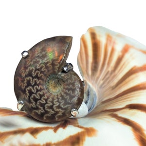 May include: A fossilized ammonite with iridescent brown and black markings set in a silver ring. The ammonite is displayed on a nautilus shell.