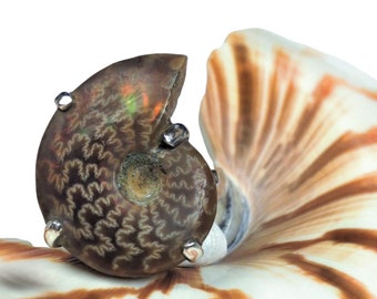 May include: A fossilized ammonite with iridescent brown and black markings set in a silver ring. The ammonite is displayed on a nautilus shell.
