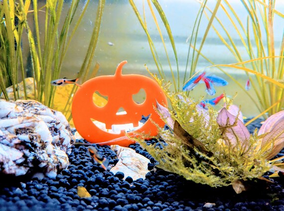 Jack O Lantern Orange Acrylic Halloween Aquarium Houseplant Etsy