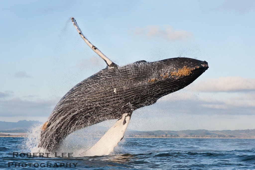 Humpback Whale Breaching at Sunset - Etsy