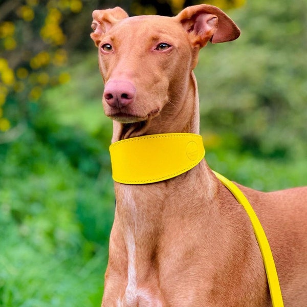Yellow Sheep Leather and Soft Suede Padded Wide Collars - Whippet, Greyhound, Lurcher and Italian Greyhound Saluki Sighthound Dog