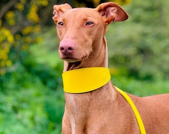 Yellow Sheep Leather and Soft Suede Padded Wide Collars - Whippet, Greyhound, Lurcher and Italian Greyhound Saluki Sighthound Dog