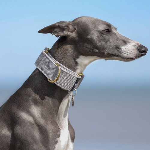 Dark Green Martingale Collar Whippet Greyhound Italian Lurcher Etsy