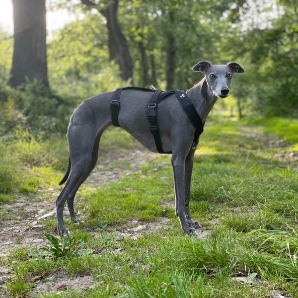 Schwarz Dreifach Riemen 2-Punkt-Geschirr, Fleece gefüttert, verstellbarer Riemen, Whippets, italienisches Windspiel, Lurchers, Saluki, Windhund