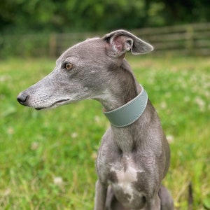 Padded lurcher cheap collars