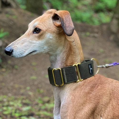 Do Italian Greyhounds Need Special Collars