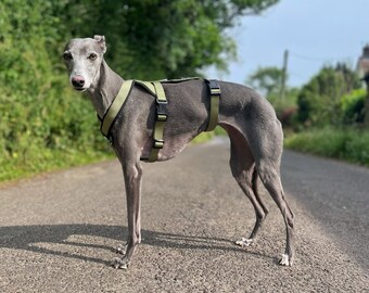 Olijfgroene drievoudige riem 2-punts harnas Fleece gevoerd Verstelbare riem Whippets, Italiaanse windhonden, Lurchers, Greyhounds, Saluki, Sighthound